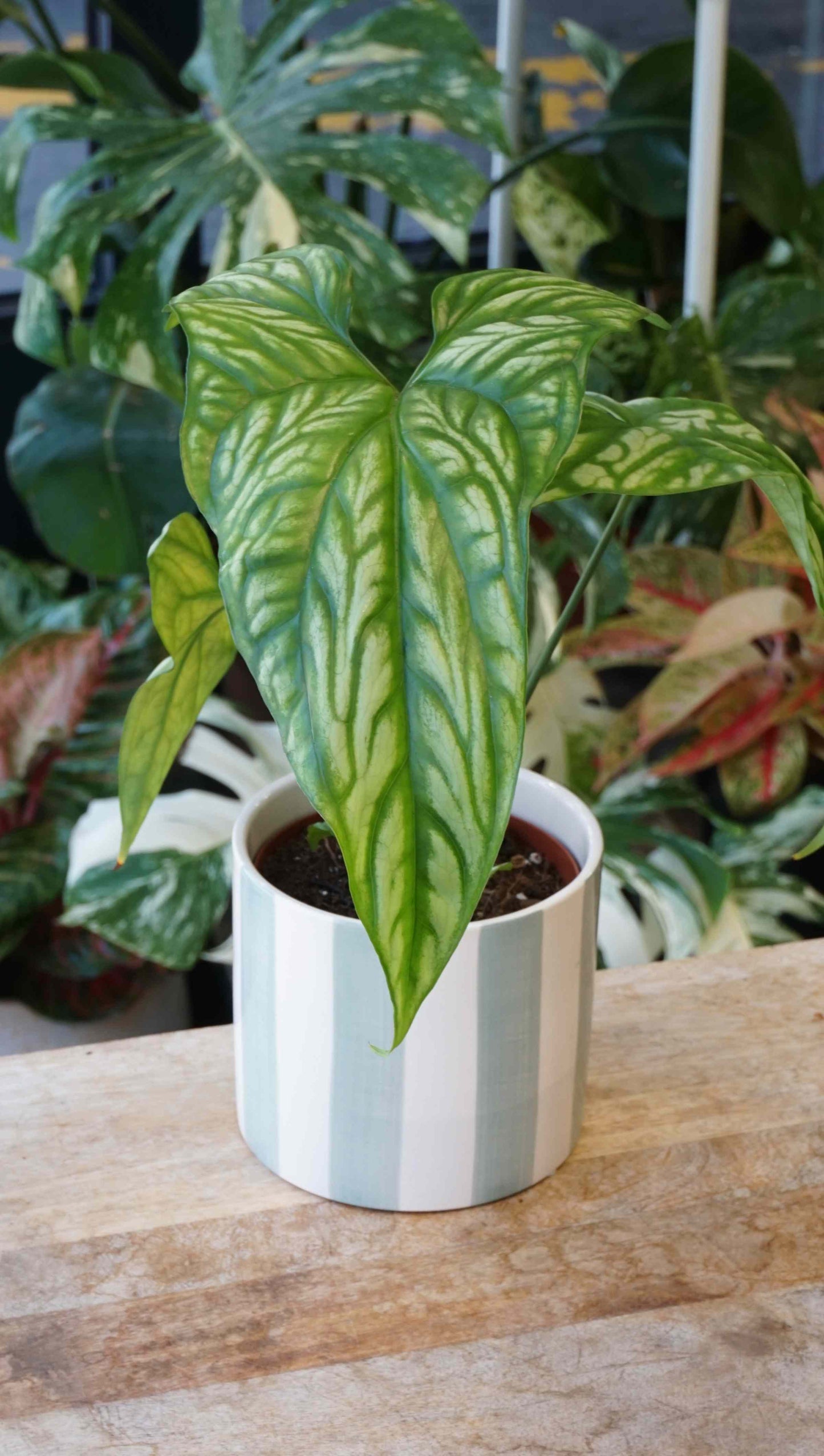 Cercestis Mirabilis studio plantes rares jungle jardinerie strasbourg rare plant shop online pflanzen