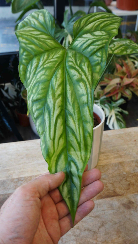 Cercestis Mirabilis studio plantes rares jungle jardinerie strasbourg rare plant shop online pflanzen