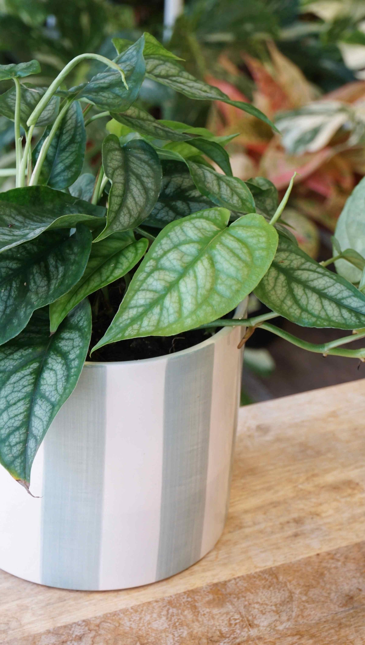 Monstera Siltepecana studio plantes rares jungle jardinerie strasbourg rare plant shop online pflanzen