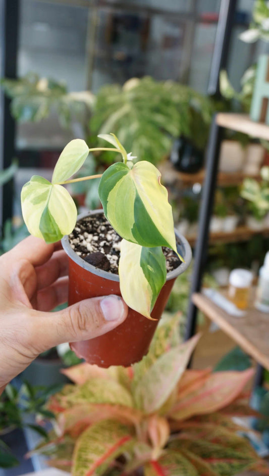 Philodendron Micans Variegata studio plantes rares jungle jardinerie rare plant shop online pflanzen