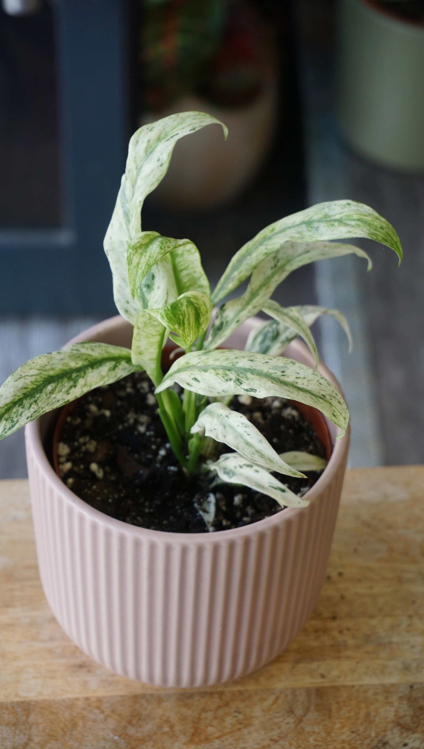 Epipremnum Giganteum Variegata studio plantes rares jungle jardinerie strasbourg rare plant shop online pflanzen