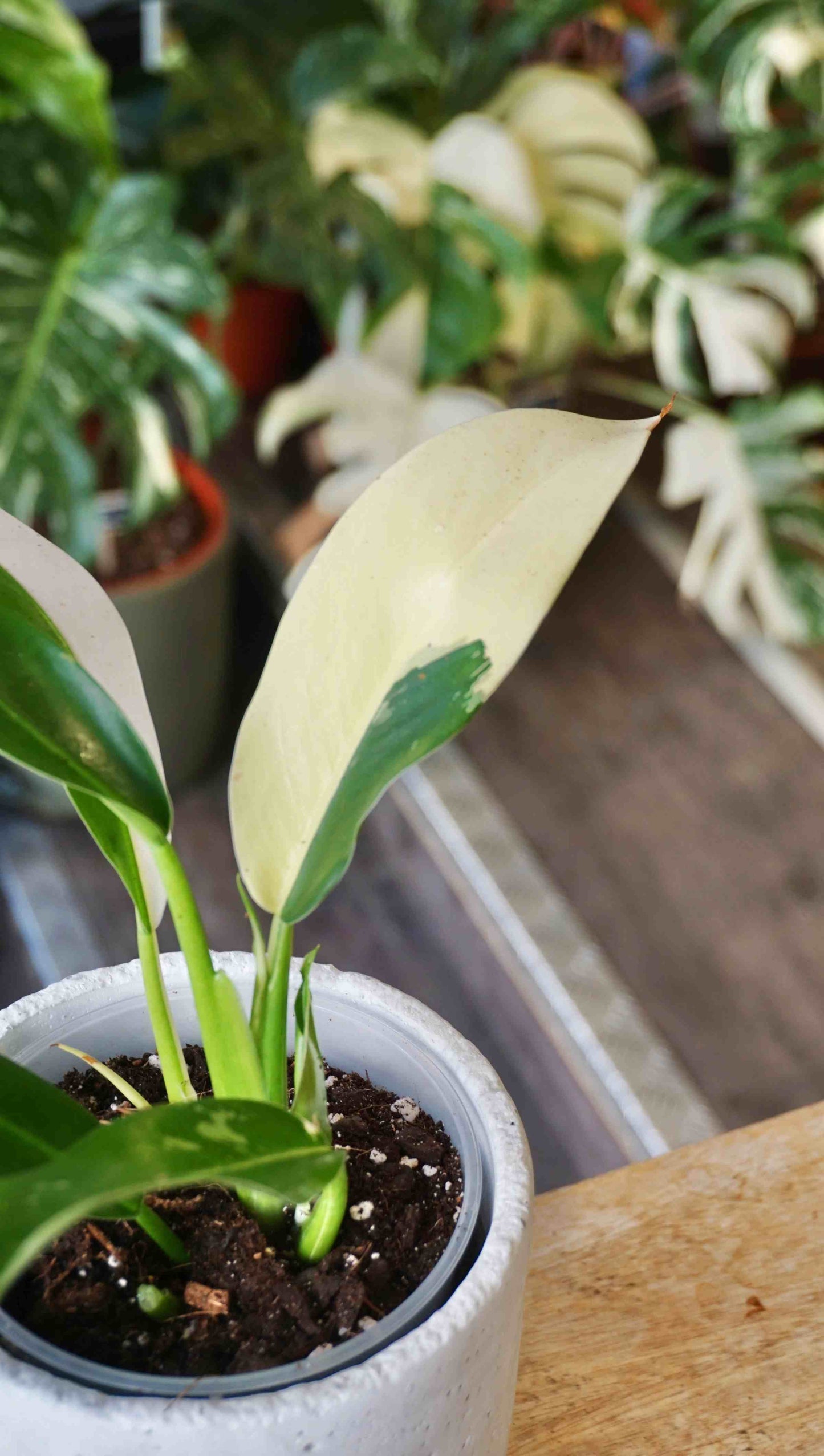 Philodendron Wend Imbe Variegata studio plantes rares jungle jardinerie strasbourg rare plant shop online pflanzen