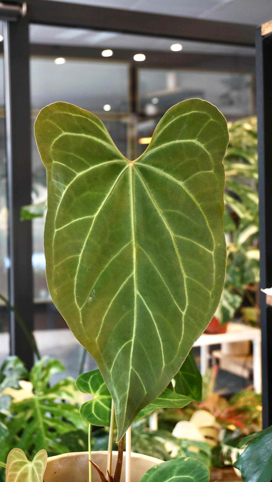 anthurium restless dreamer studio plantes rares jungle jardinerie strasbourg rare plant shop online pflanzen captain aroid hybrid