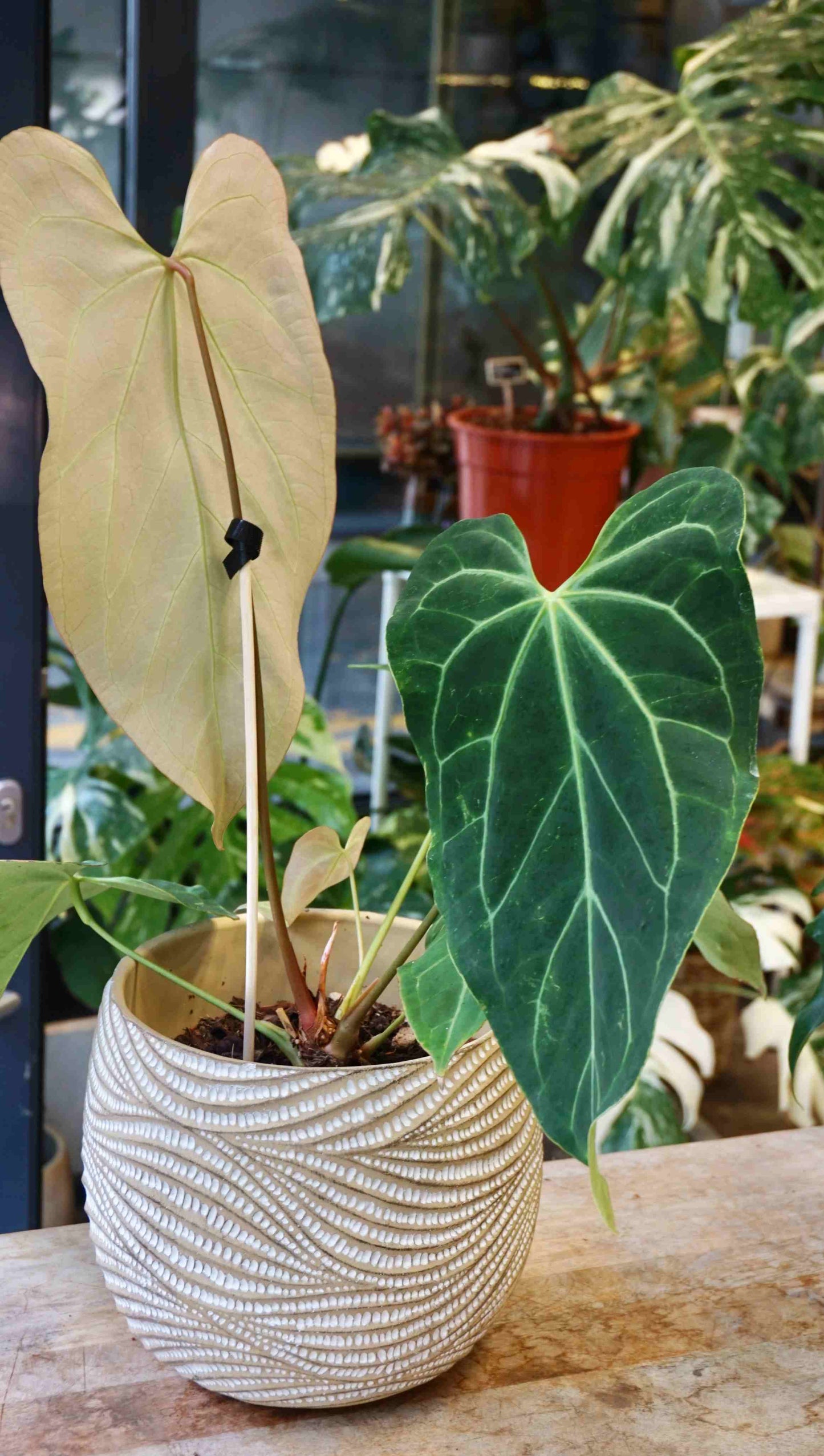 anthurium restless dreamer studio plantes rares jungle jardinerie strasbourg rare plant shop online pflanzen captain aroid hybrid