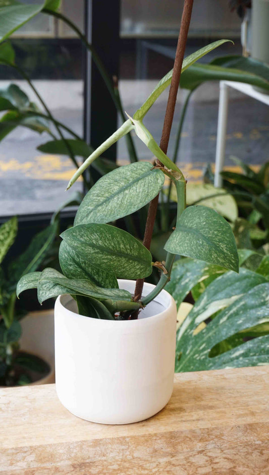 Rhaphidophora Hongkongensis Variegata studio plantes rares jungle jardinerie strasbourg rare plant shop online pflanzen