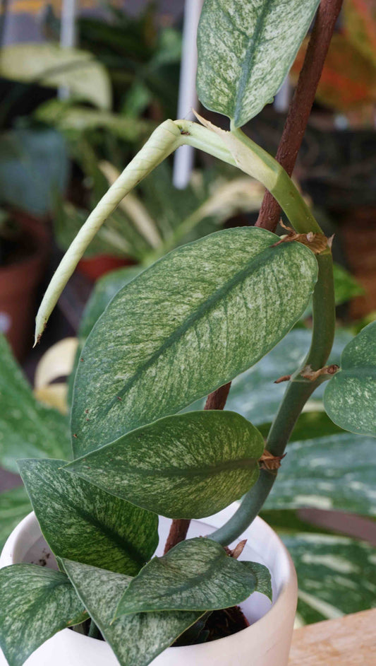 Rhaphidophora Hongkongensis Variegata studio plantes rares jungle jardinerie strasbourg rare plant shop online pflanzen