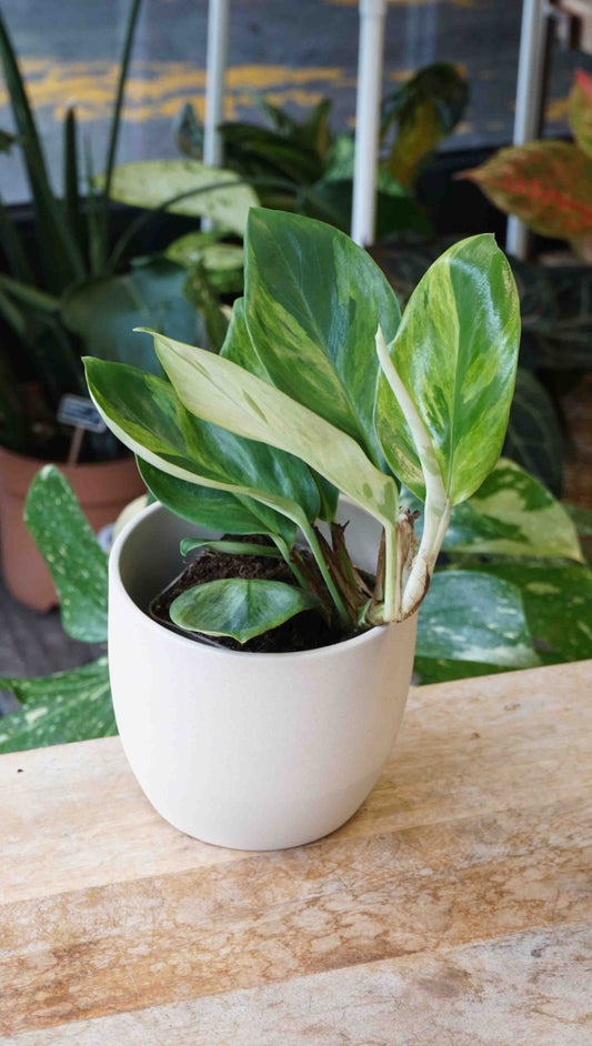 Rhaphidophora Elliptica Variegata Aurea studio plantes rares jungle jardinerie strasbourg rare plant shop online pflanzen