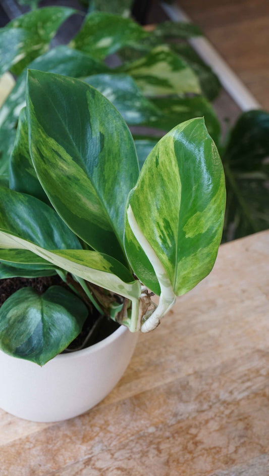 Rhaphidophora Elliptica Variegata Aurea studio plantes rares jungle jardinerie strasbourg rare plant shop online pflanzen