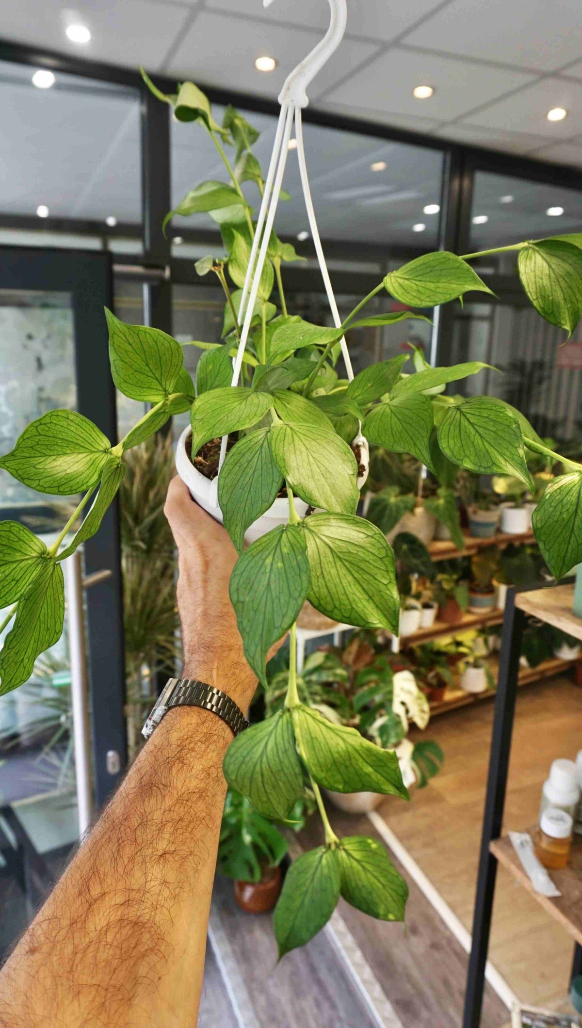 Hoya Polyneura Studio plantes rares jungle jardinerie strasbourg rare plant shop online pflanzen