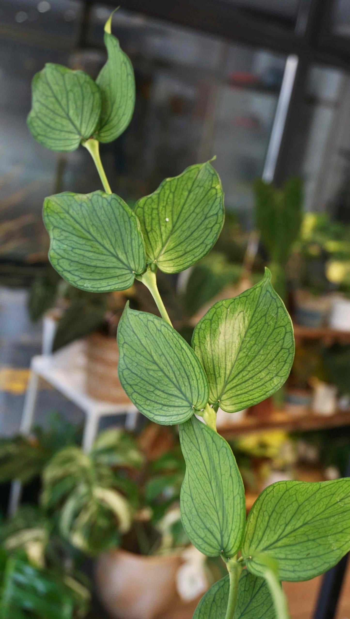 Hoya Polyneura Studio plantes rares jungle jardinerie strasbourg rare plant shop online pflanzen