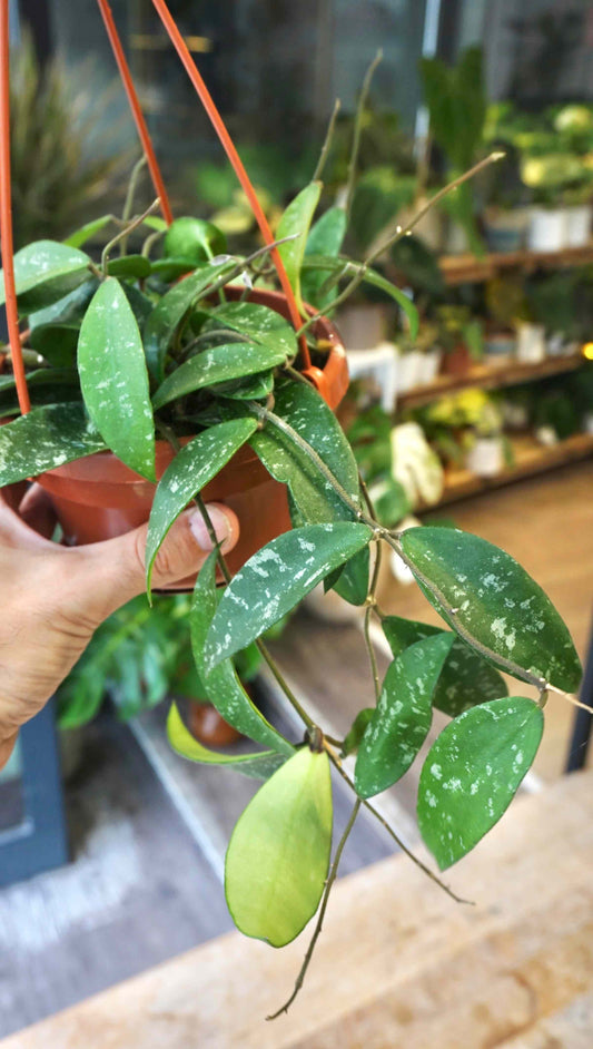 Hoya Phuwuensis studio plantes rares jungle jardinerie strasbourg rare plant shop online pflanzen