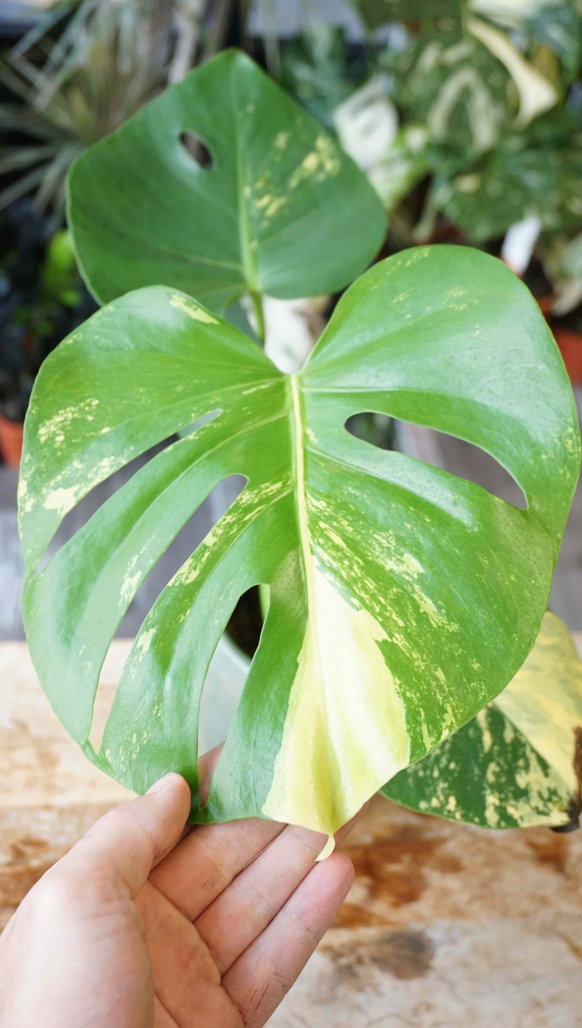 monstera yellow marylin large form deliciosa aurea studio plantes rares jungle jardinerie strasbourg rare plant shop online pflanzen