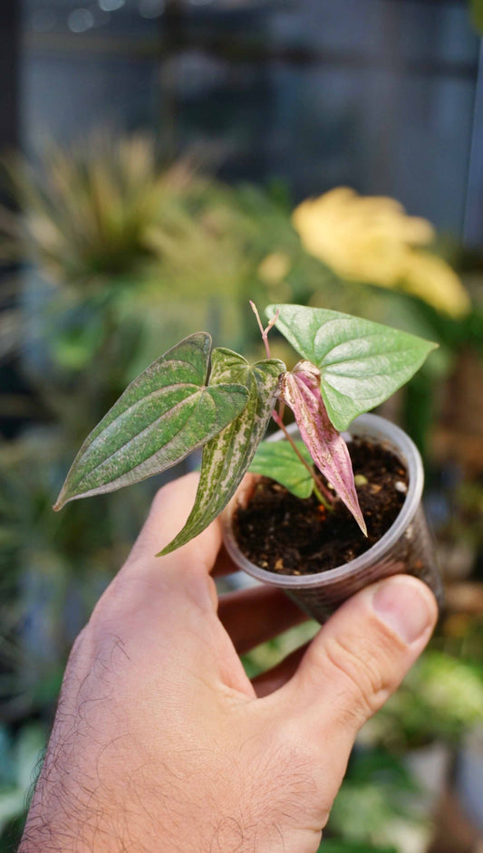 Dioscorea Pixel Pink