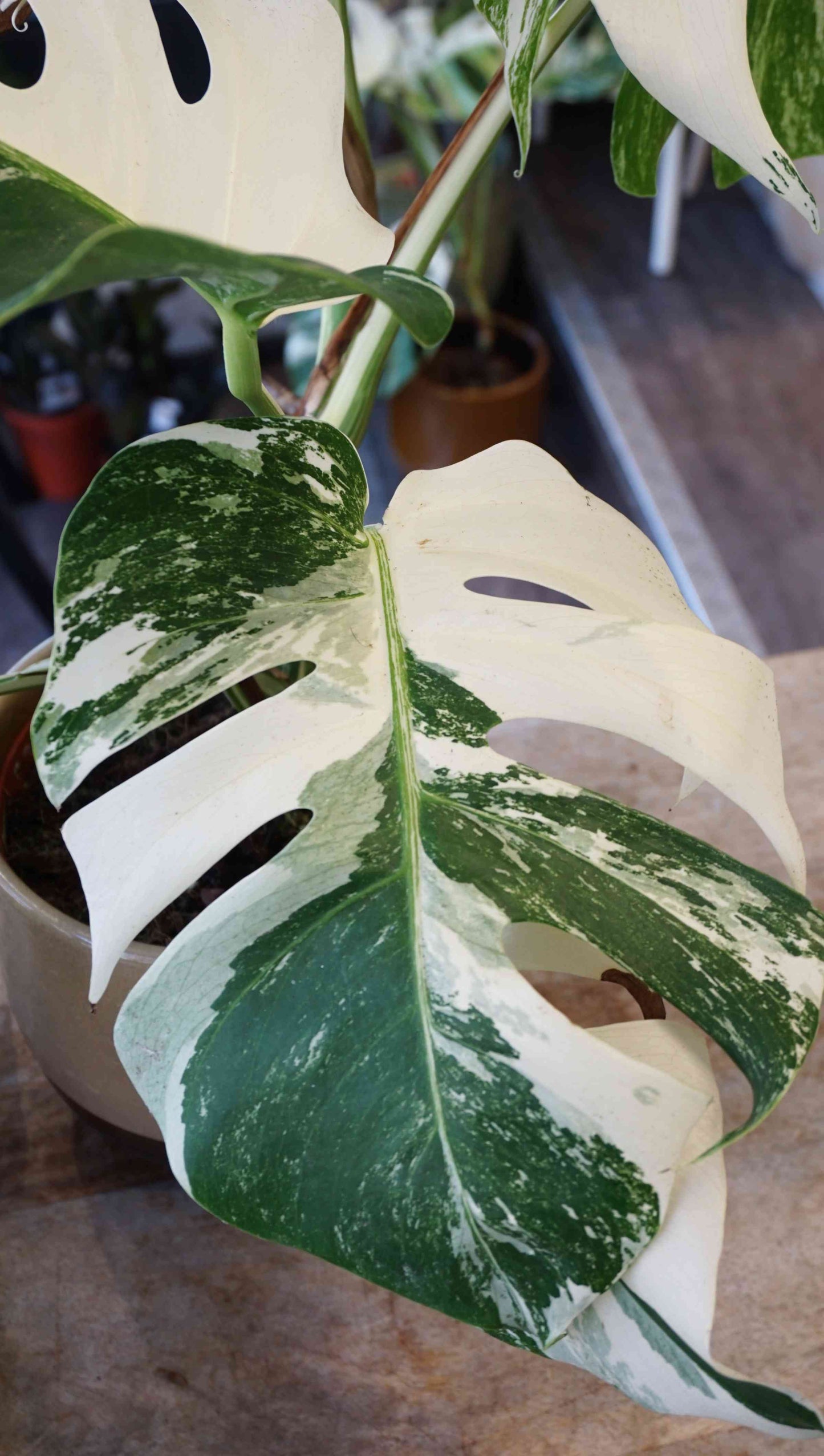 Monstera Variegata
