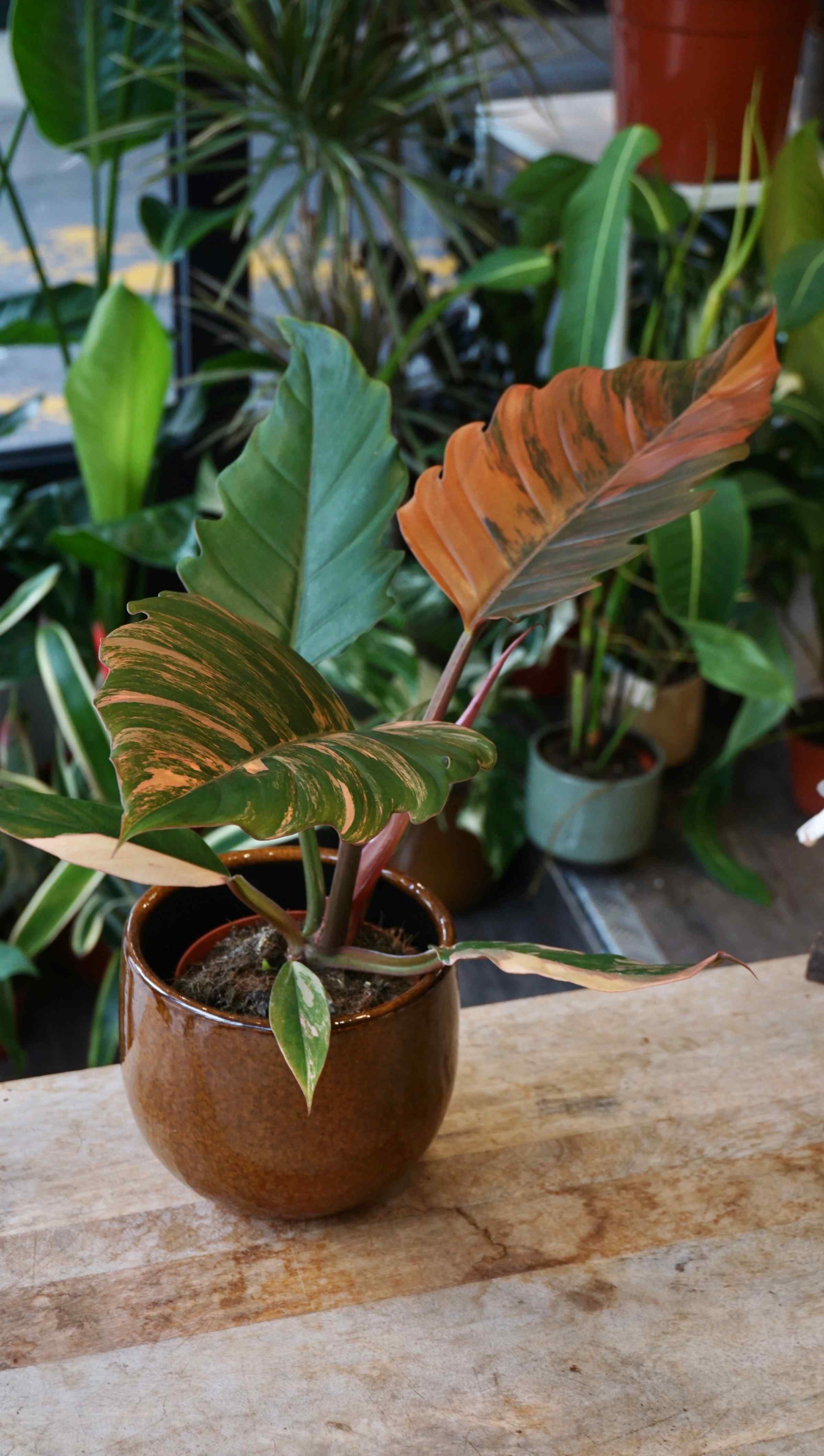 その他観葉植物 Philodendron Caramel Marble Variegata Philodendron Caramel Marble Variegated | eBay