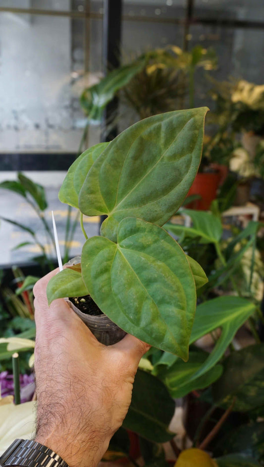 Anthurium Inox by Young Botanist