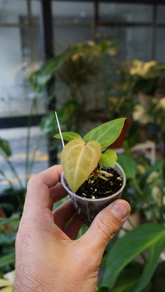 Anthurium Carbone by Young Botanist