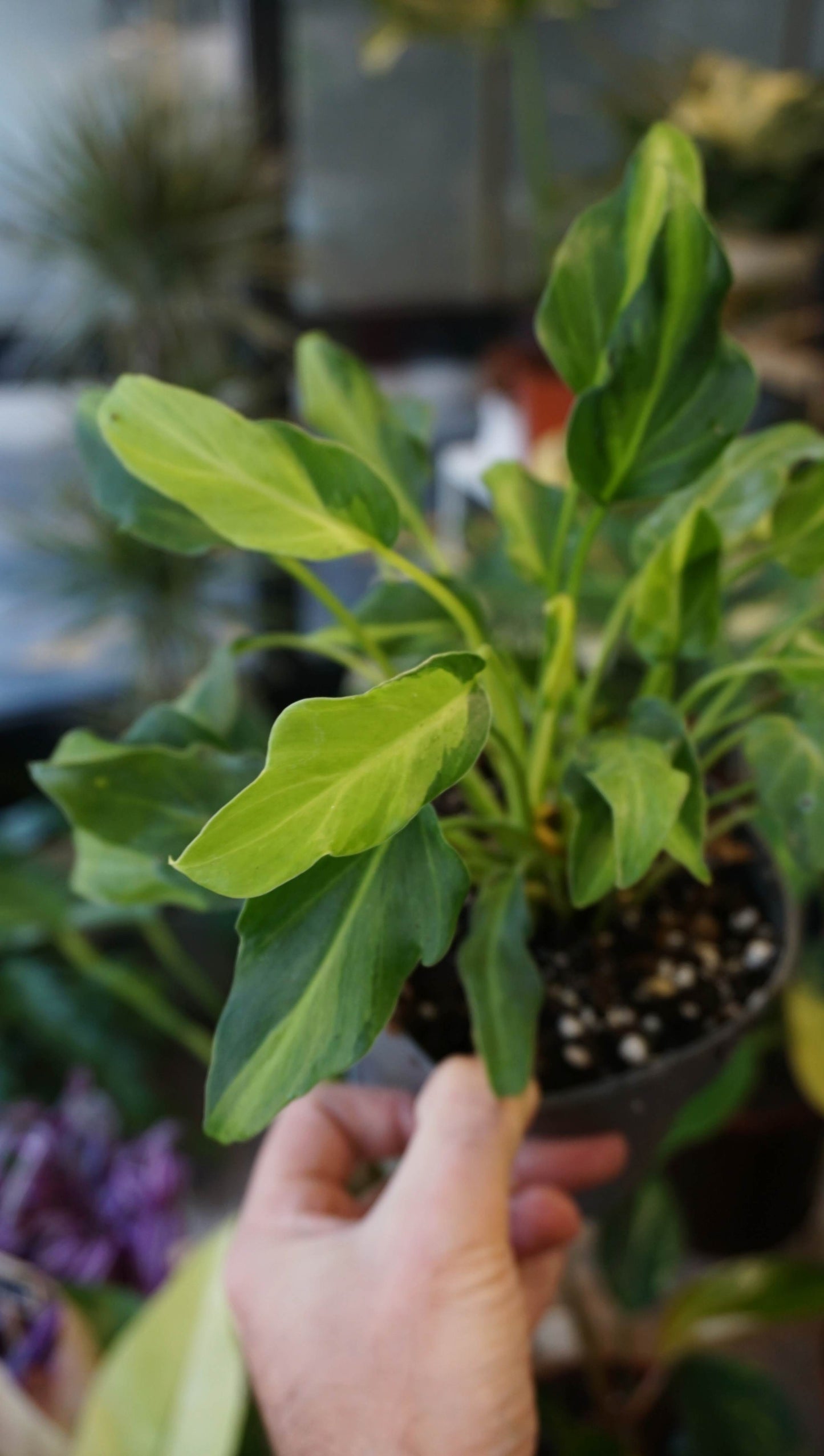 Philodendron Xanadu Variegata studio plantes rares jungle jardinerie strasbourg rare plant shop online pflanzen