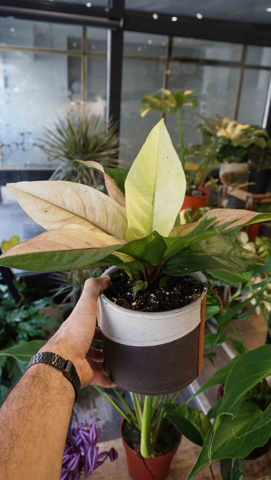 Anthurium Hookery Pink Variegata studio plantes rares jungle jardinerie strasbourg rare plant shop online pflanzen