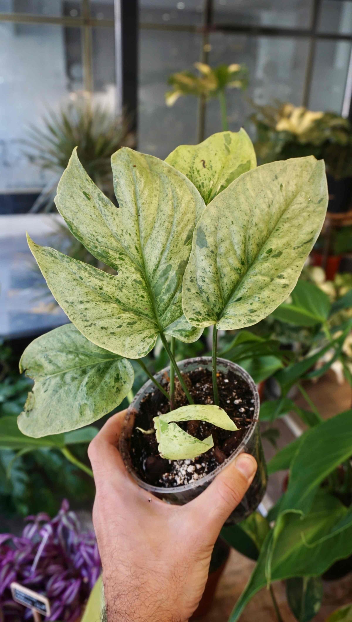 Amydrium Galaxy studio plantes rares jungle jardinerie strasbourg rare plant shop online pflanzen