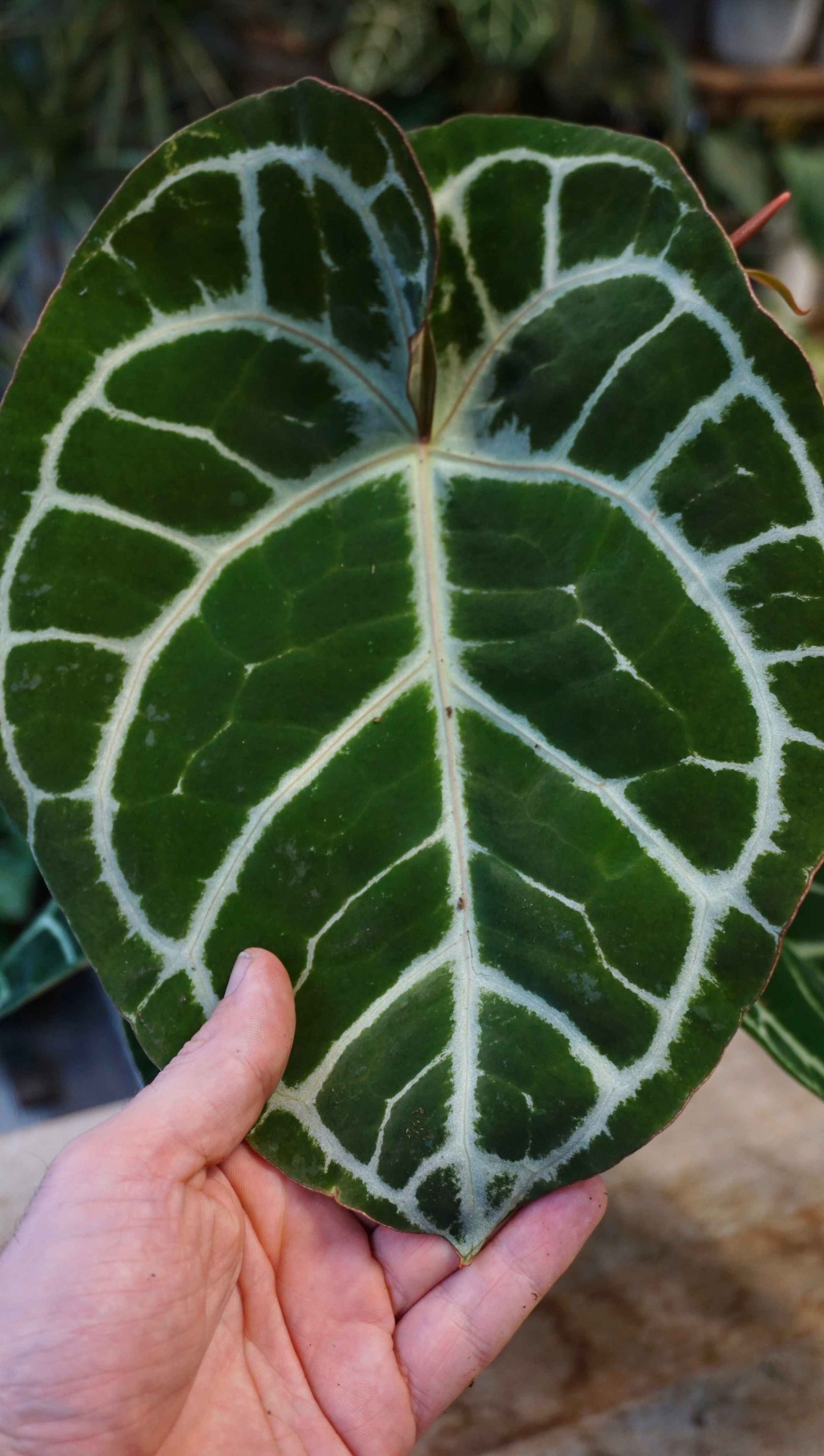 Anthurium Crystallinum Karma