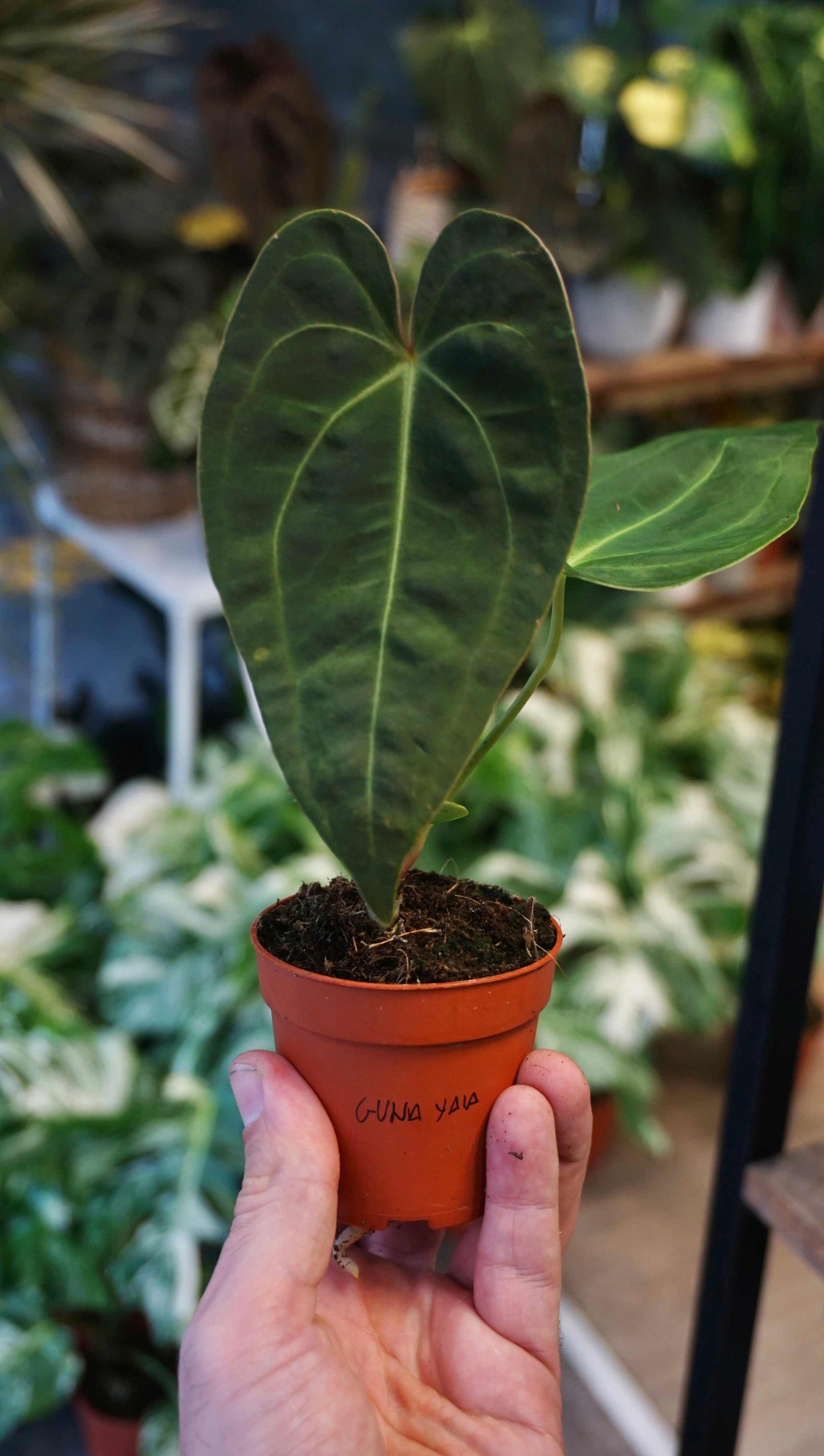 Anthurium Guna Yala studio plantes rares jungle jardinerie strasbourg rare plant shop online pflanzen