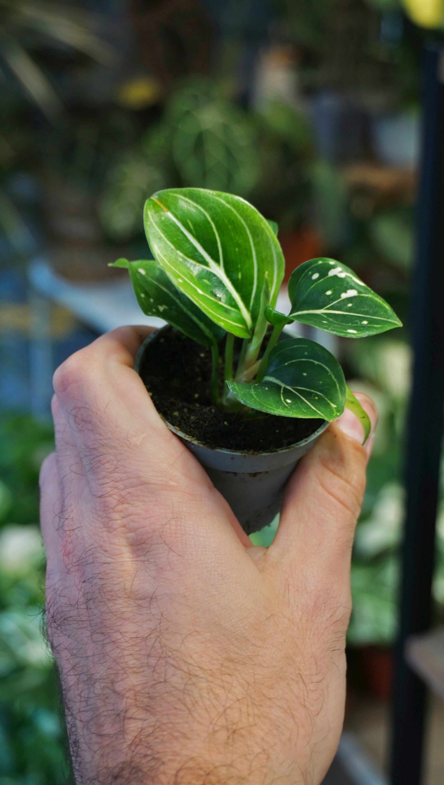 Aglaonema Tom's Pride