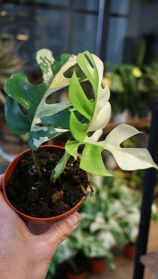 Rhaphidophora Tetrasperma Variegata monstera minima studio plantes rares jungle jardinerie strasbourg rare plant shop online pflanzen