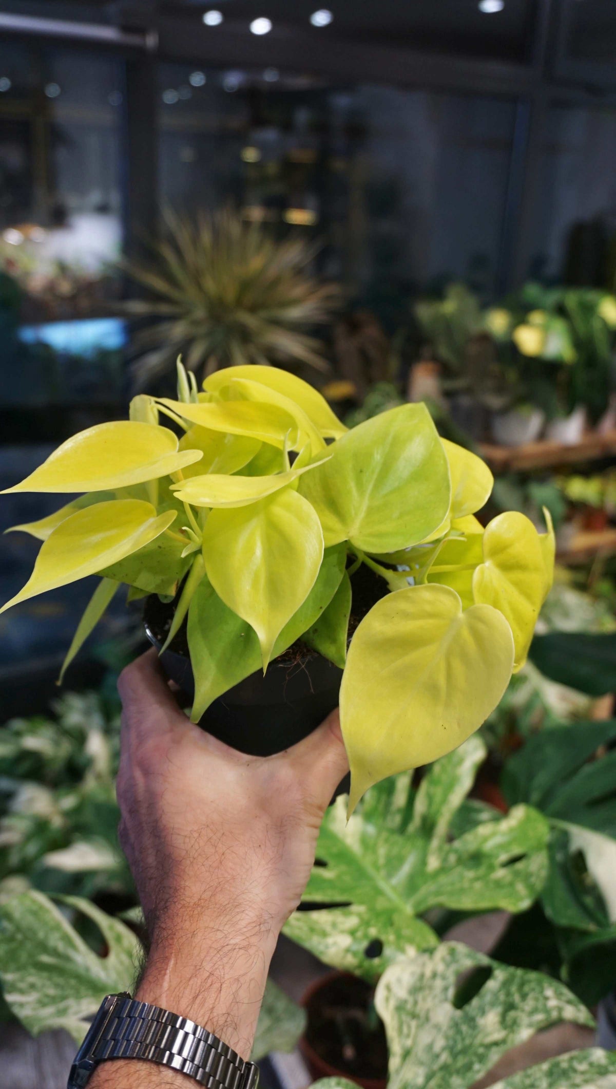 Philodendron Scadens Lime studio plantes rares jungle jardinerie strasbourg rare plant shop online pflanzen