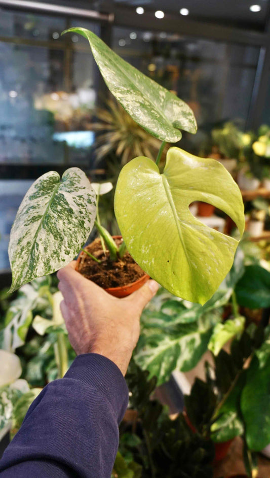 Monstera White Monster (baby)