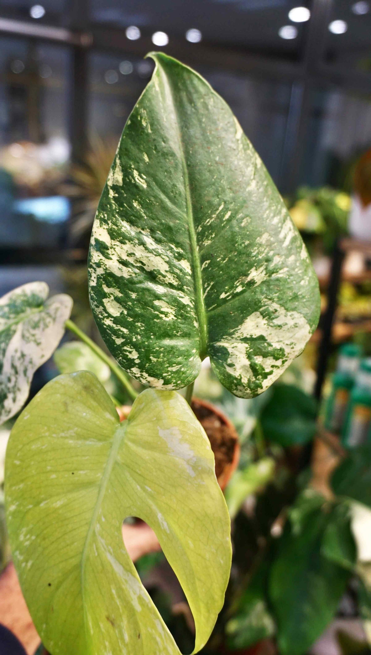 Monstera White Monster (baby)