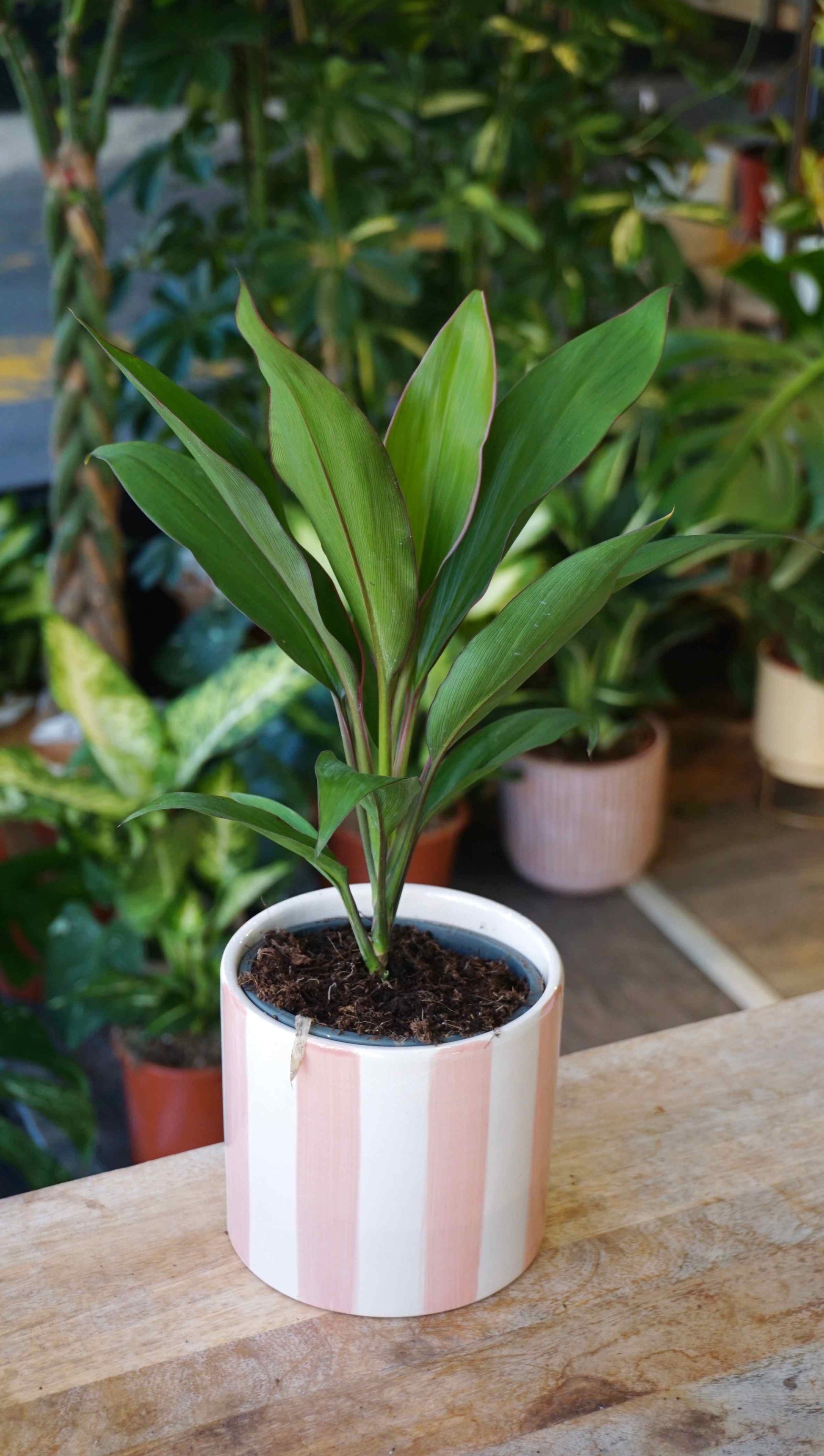 cordyline geraldo plante d'intérieur pas cher studio plantes rares jungle jardinerie strasbourg rare plant shop online pflanzen