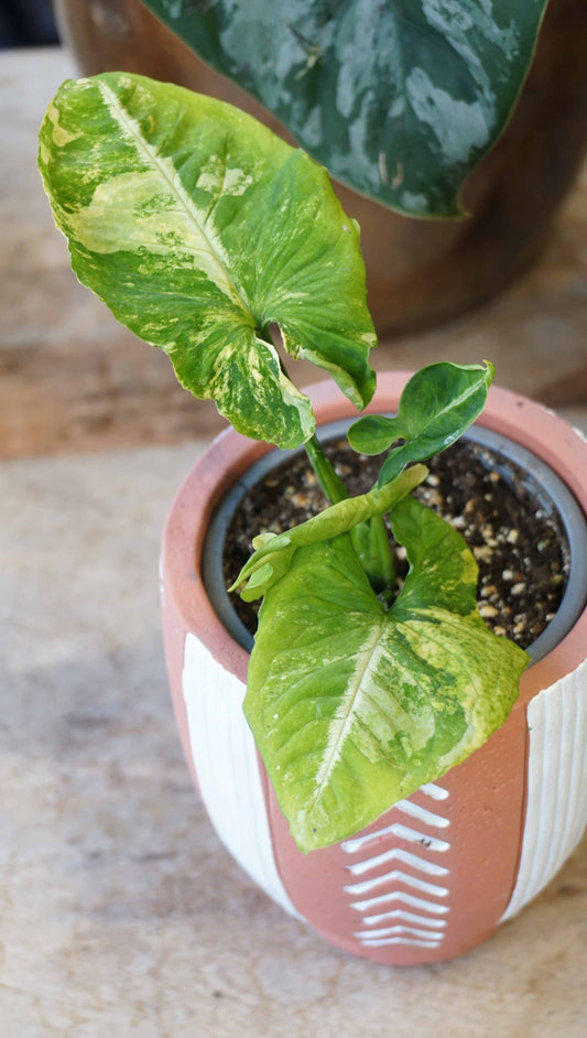 Syngonium Scrambled Eggs