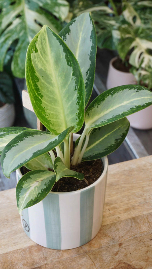 Aglaonema Silver Blue studio plantes rares jungle jardinerie strasbourg rare plant shop online pflanzen zoom