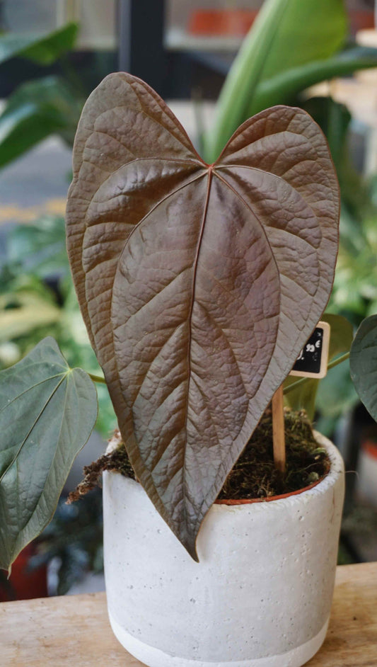 Anthurium Queen of Hearts studio plantes rares jungle jardinerie strasbourg boutique rare plant shop online pflanzen leaf zoom