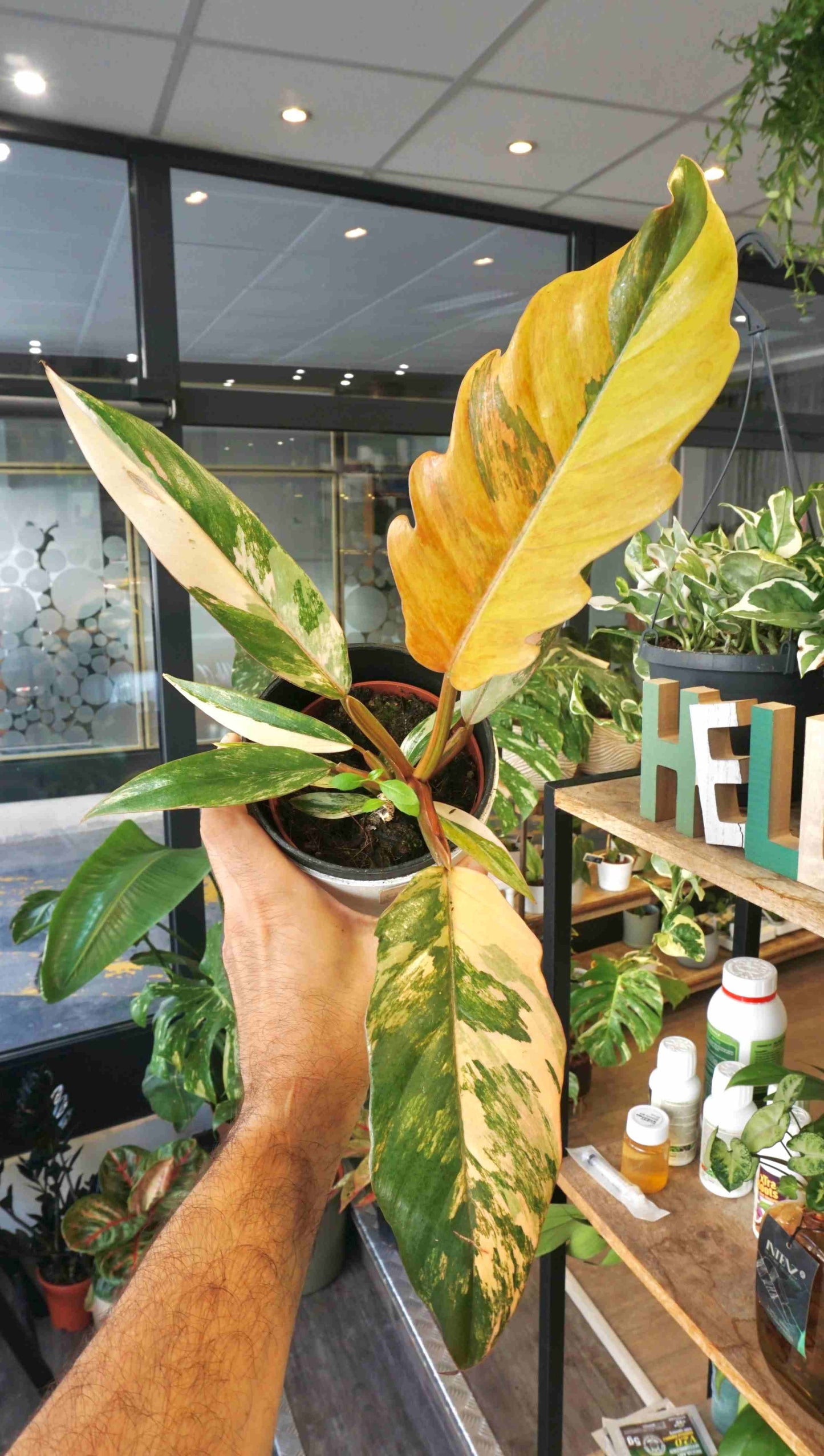 baby Philodendron Caramel Marble Variegata studio plantes rares jungle jardinerie strasbourg rare plant shop online pflanzen