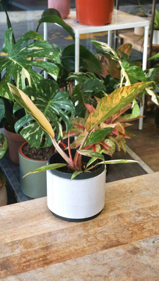 baby Philodendron Caramel Marble Variegata studio plantes rares jungle jardinerie strasbourg rare plant shop online pflanzen