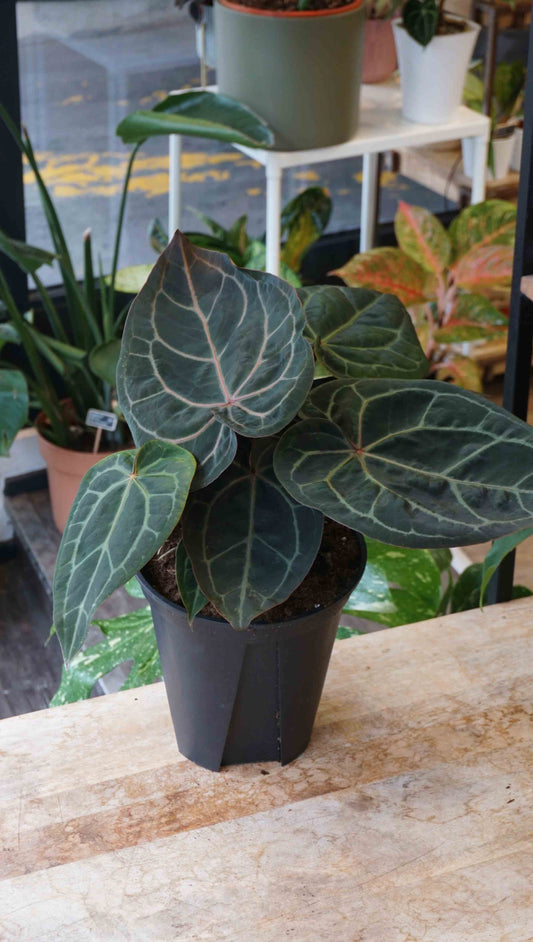 Anthurium Michelle Hot Pink x Red Velvet Cake by DocBlock studio plantes rares jungle jardinerie strasbourg rare plant shop online pflanzen