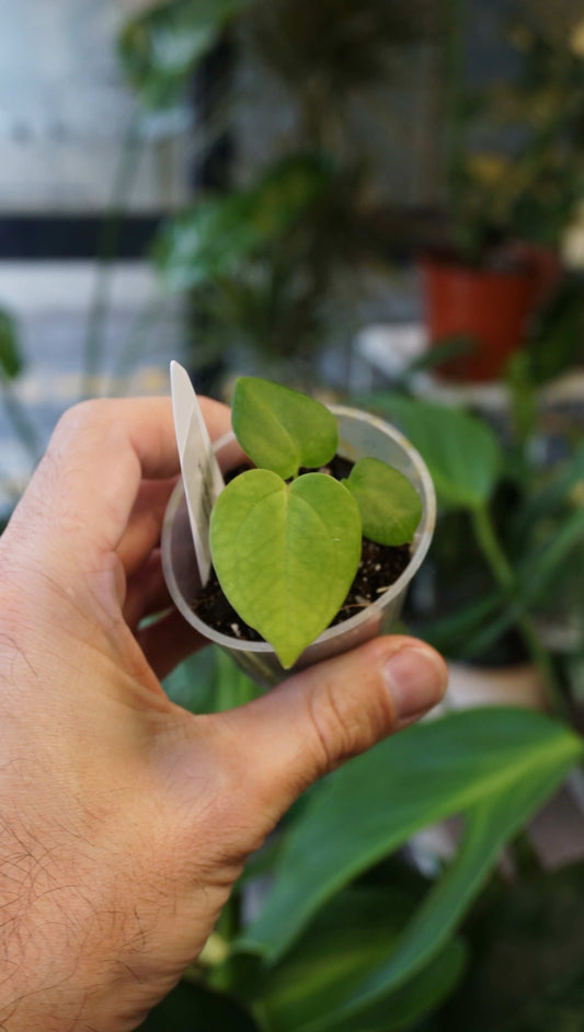 Anthurium Molly by Young Botanist