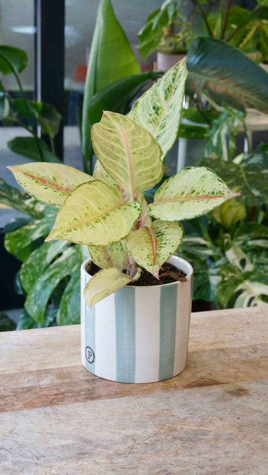 Aglaonema Chartreuse Pretty studio plantes rares jungle jardinerie strasbourg rare plant shop online pflanzen
