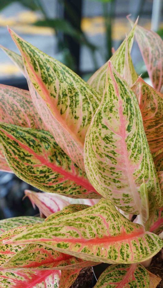 Aglaonema Romance Red studio plantes rares jungle jardinerie strasbourg rare plant shop online pflanzen