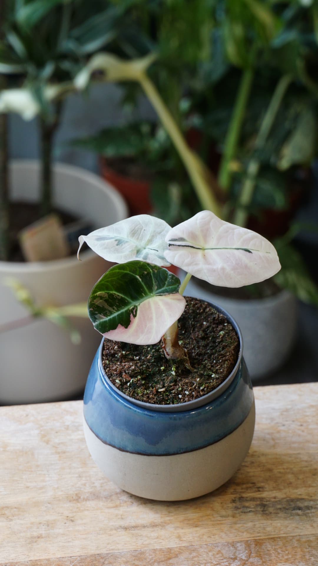 Alocasia Black Velvet Pink Variegata | Rare plant