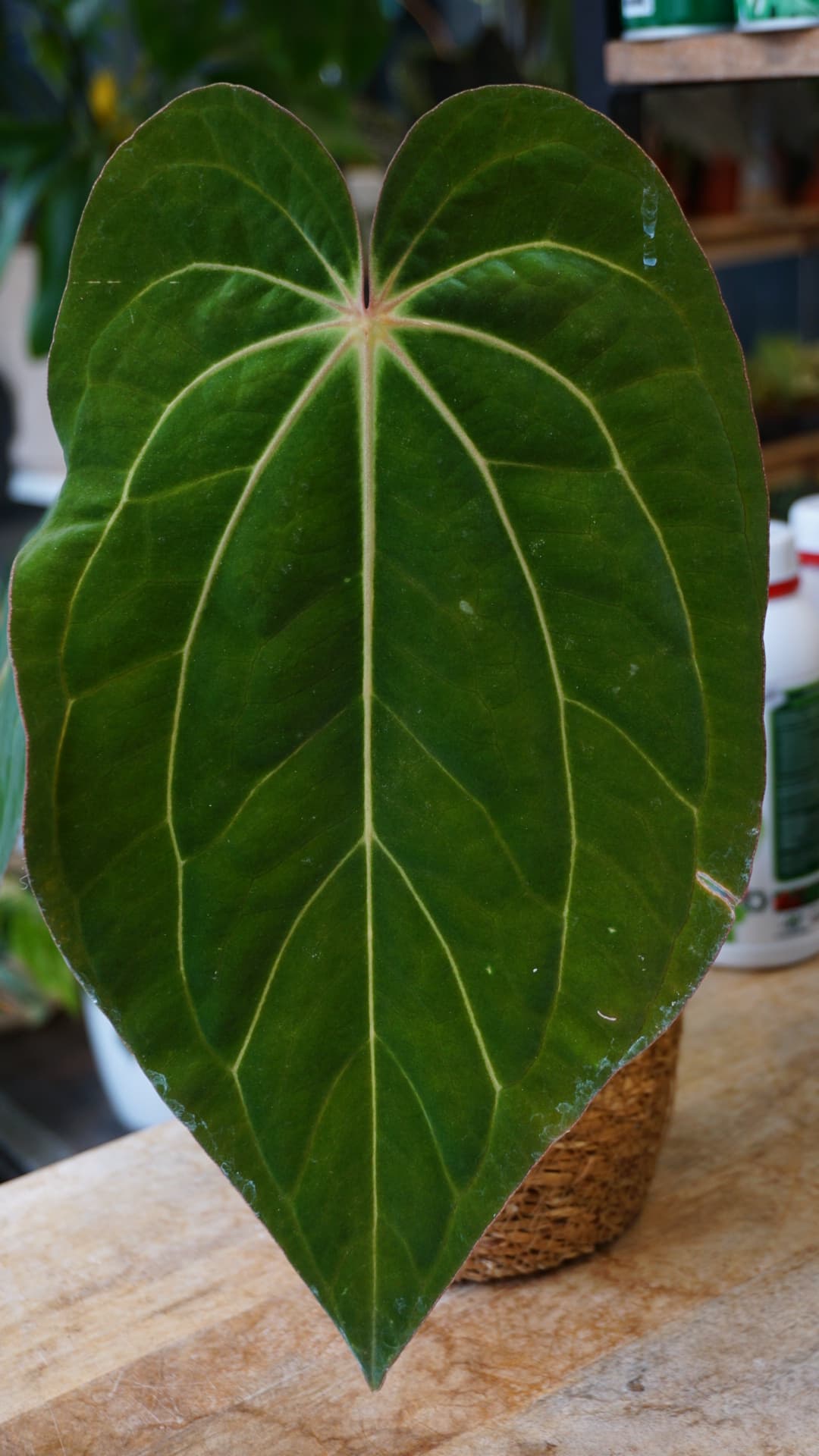 Anthurium Carlablackiae x Antolakii Giant – Anthurium hybride rare.