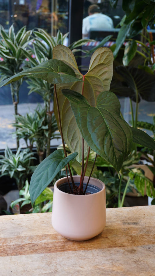 Anthurium Jungle Dreams – Anthurium de collection rare Studio Plantes.