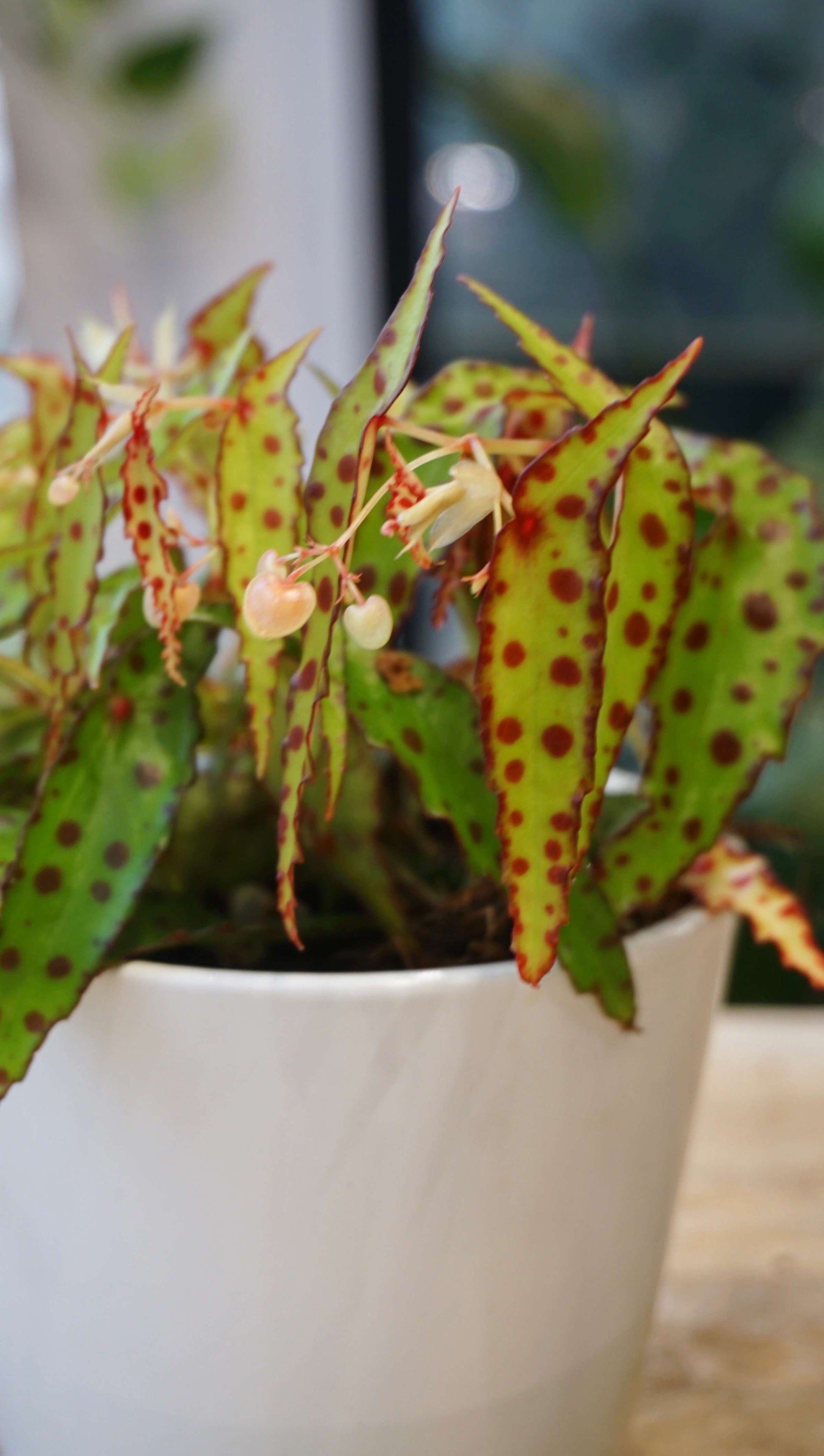 begonia amphioxus studio plantes rares jungle jardinerie strasbourg rare plant shop online pflanzen