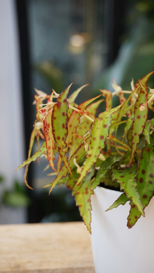 begonia amphioxus studio plantes rares jungle jardinerie strasbourg rare plant shop online pflanzen
