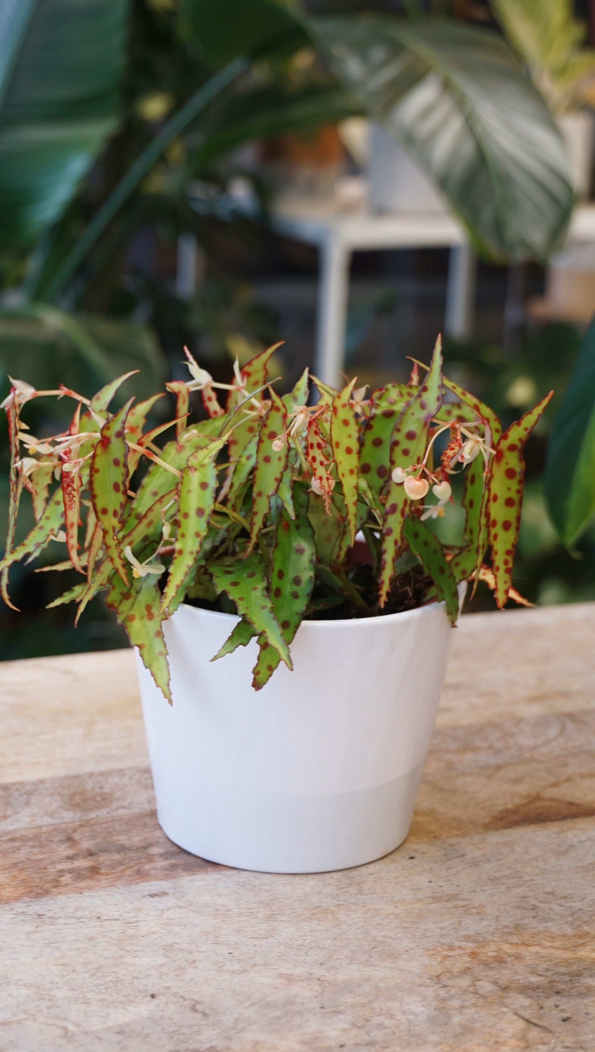 begonia amphioxus studio plantes rares jungle jardinerie strasbourg rare plant shop online pflanzen