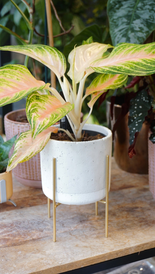 Plant Stand - plant pot holder