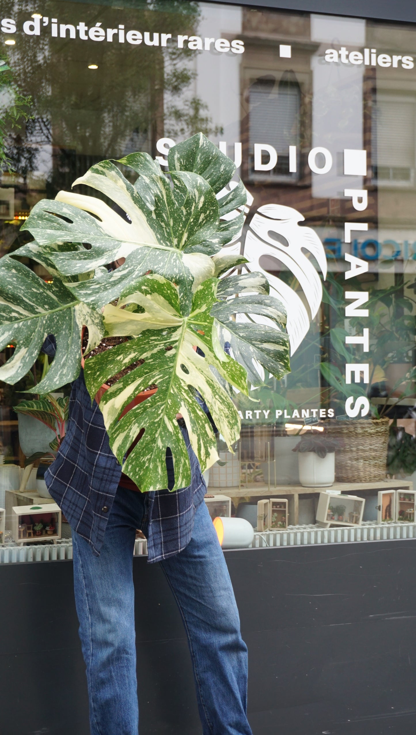 Monstera Thai Constellation (in-store pickup)