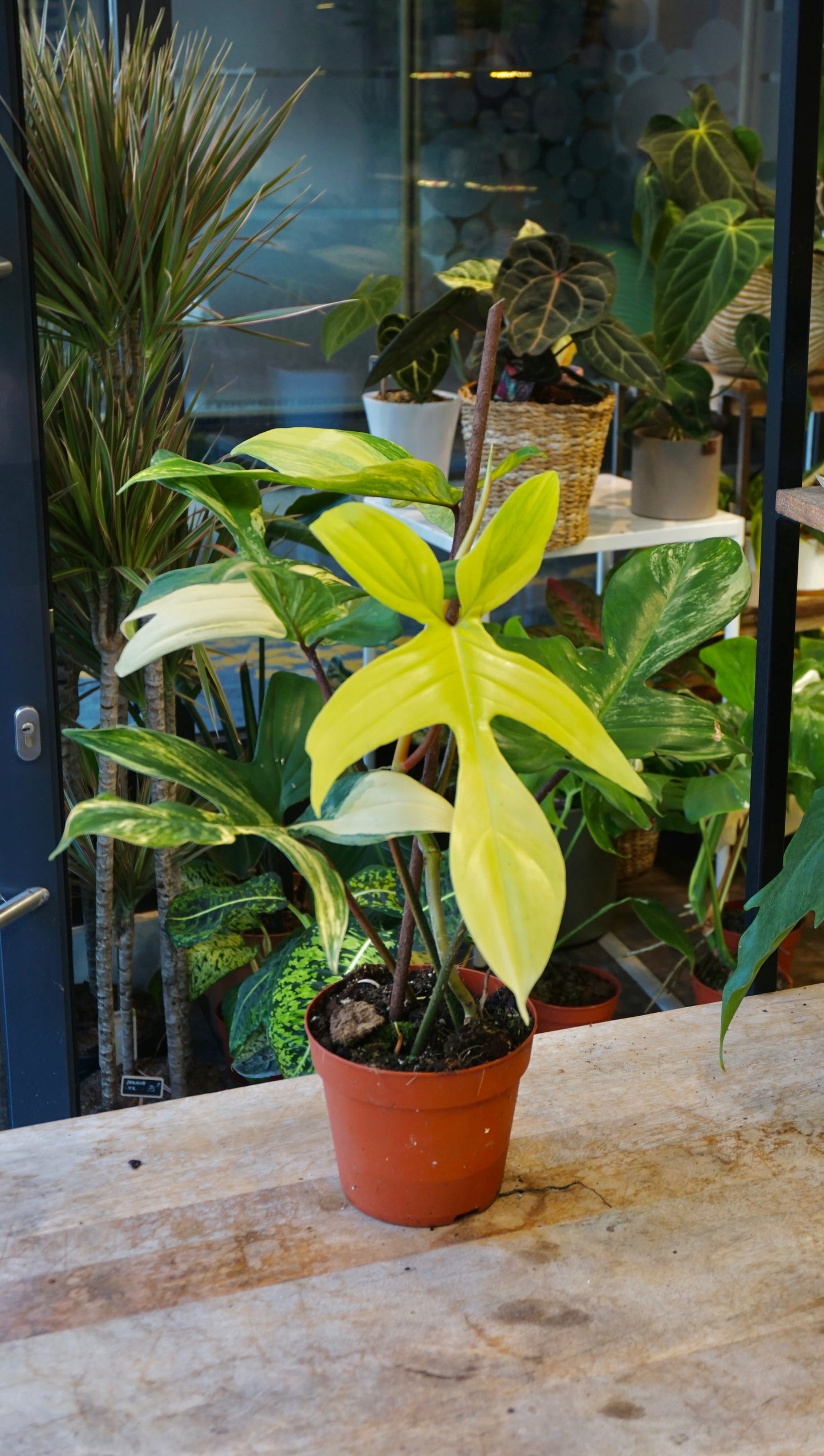 Philodendron Florida Schönheit